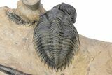 Metacanthina Trilobite With Reedops and Scabrella Tail #301720-4